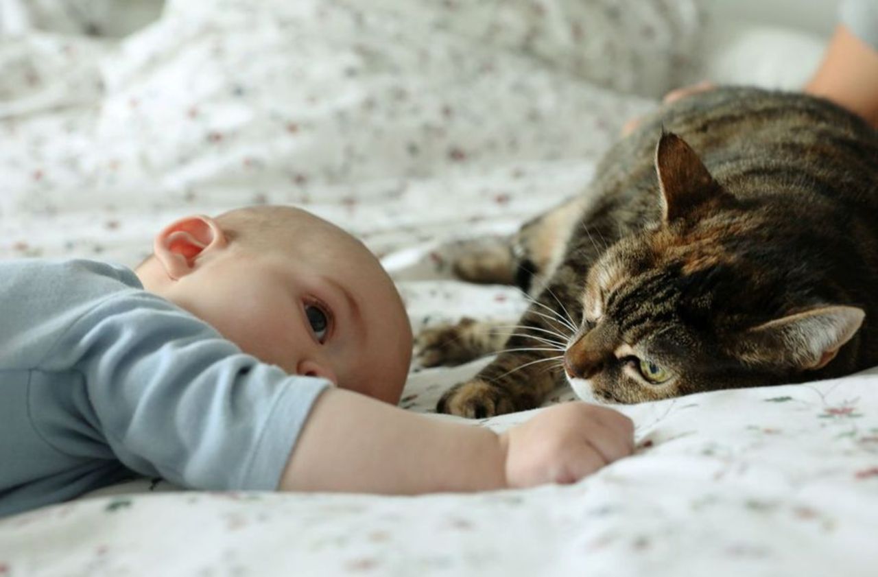 Coronavirus Mon Chien Ou Mon Chat Peut Il Etre Malade Peu Probable Affirme L Anses Le Parisien