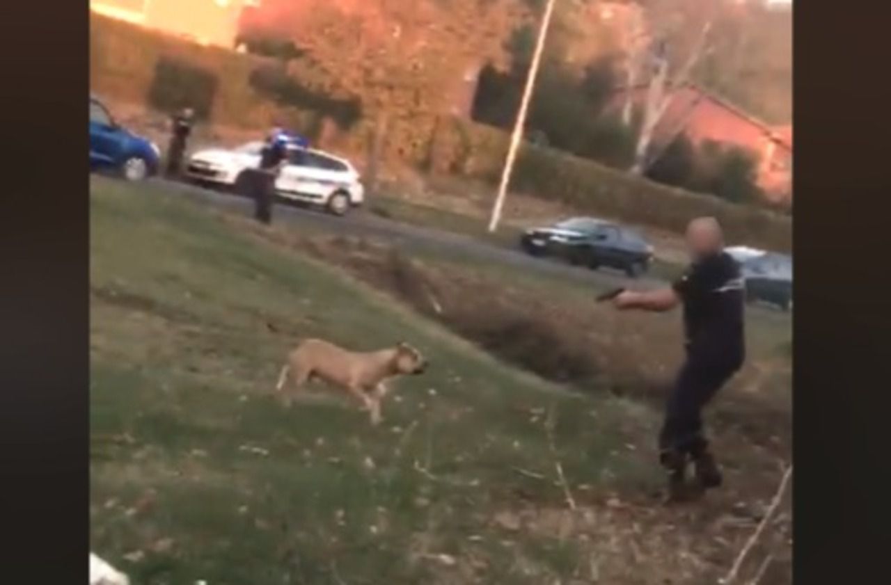 Chien Tué Par La Police Tpmp Isère : un chien abattu par la police municipale, la scène choque les  internautes - Le Parisien