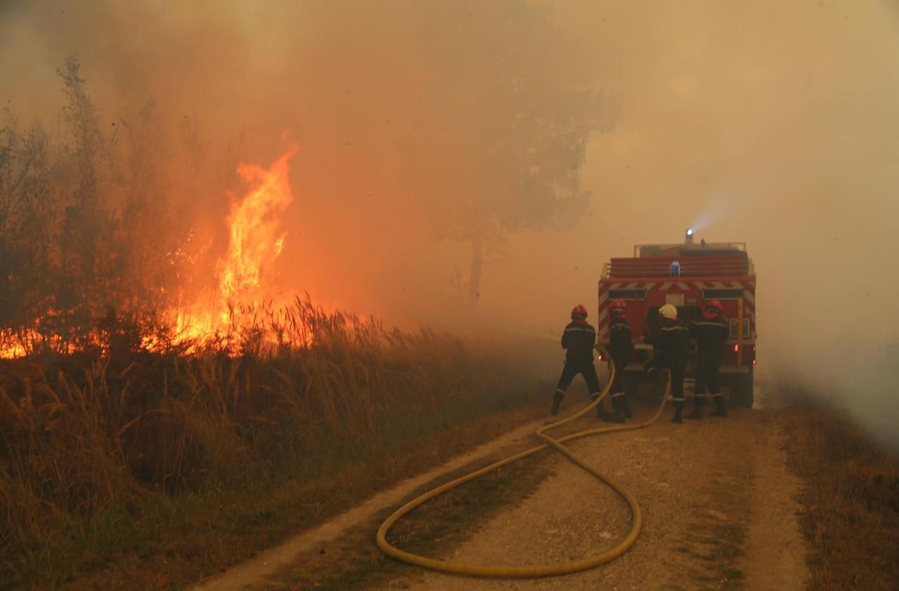 Montgeron : un an après l’incendie qui a ravagé 60 hectares de forêt, on pense au reboisement - Le Parisien