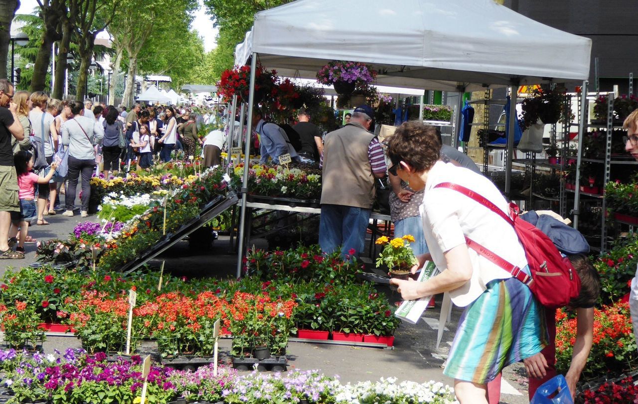 BrysurMarne fêtez (déjà) le printemps avec des fleurs Le Parisien