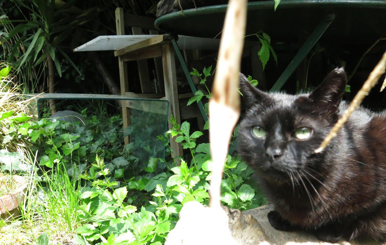 Paris les amis des chats sauvent leur refuge improvisé