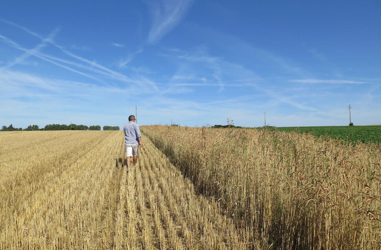 Ils Font Souvent Du Blé Mots Fléchés