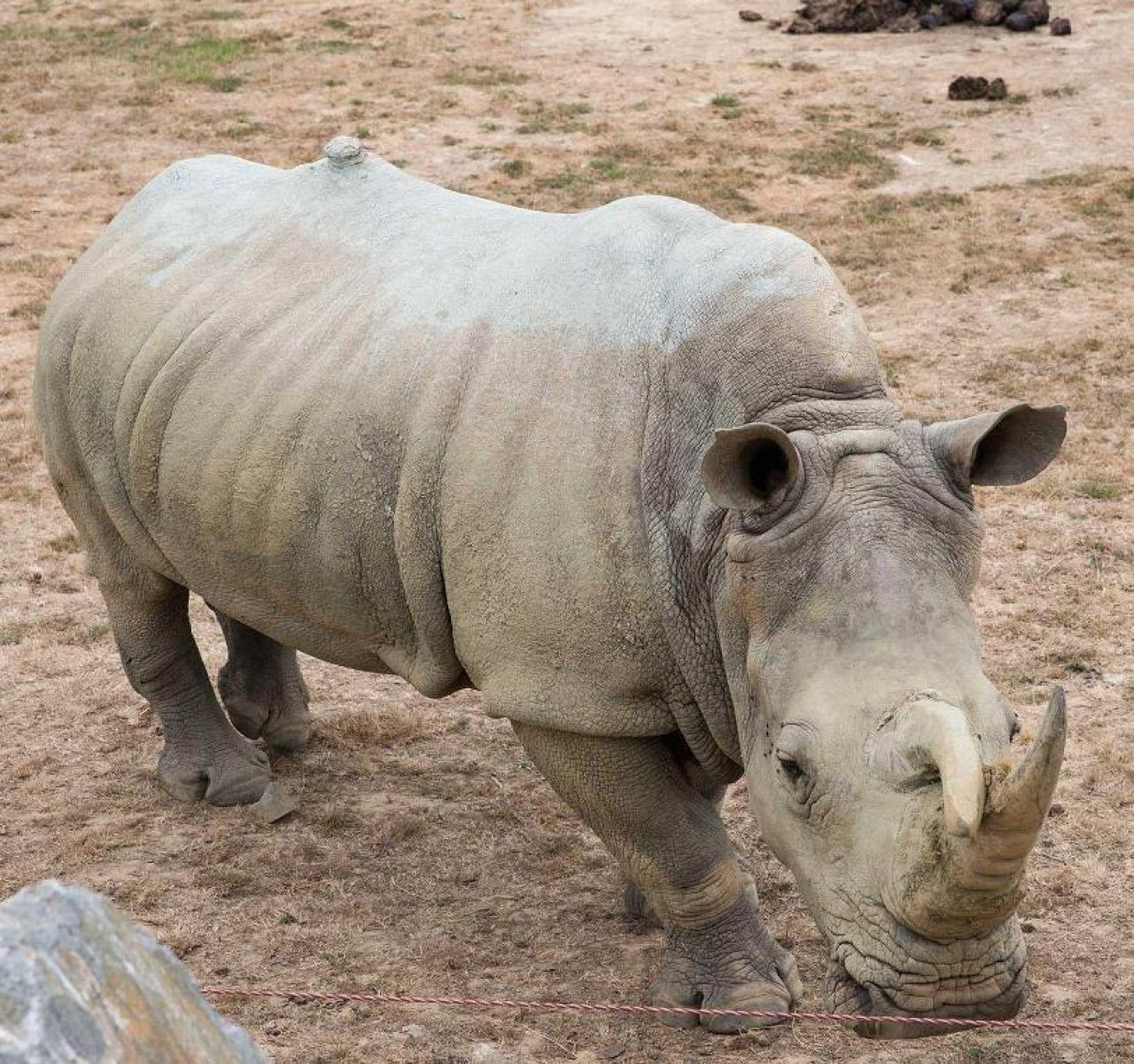 Un Safari Près De Nantes Mots Fléchés REPORTAGE. «Planète sauvage», la savane à 30 mn de Nantes... - Le Parisien