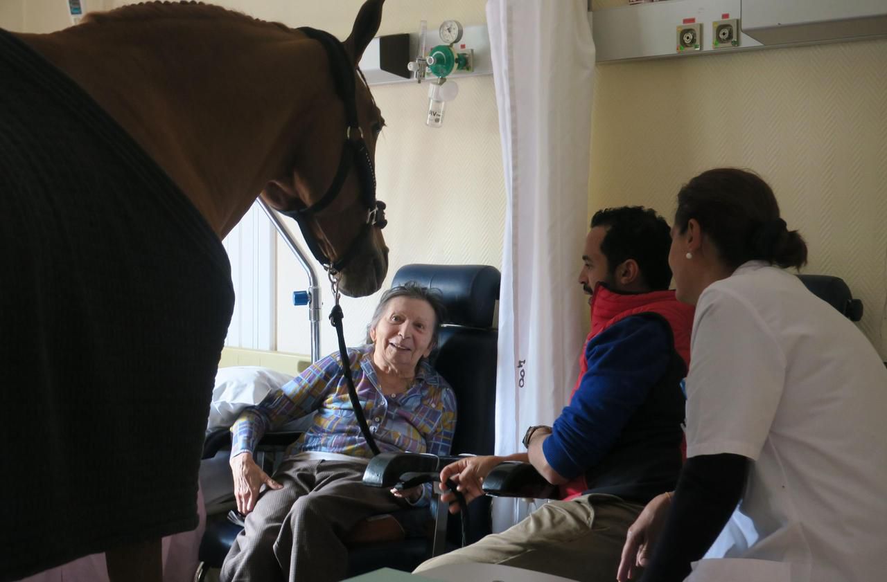 Docteur Peyo, un cheval à l’hôpital de Senlis Le Parisien