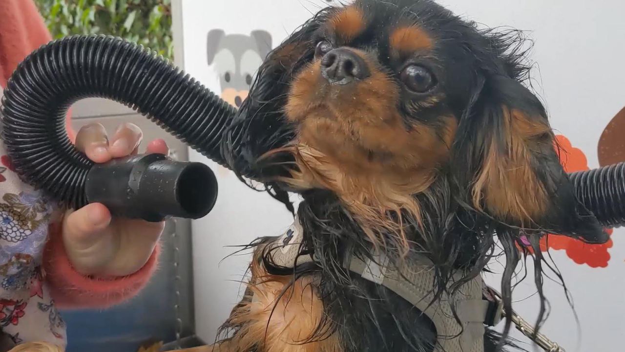 Puteaux : une station de lavage automatique pour chiens - Le Parisien