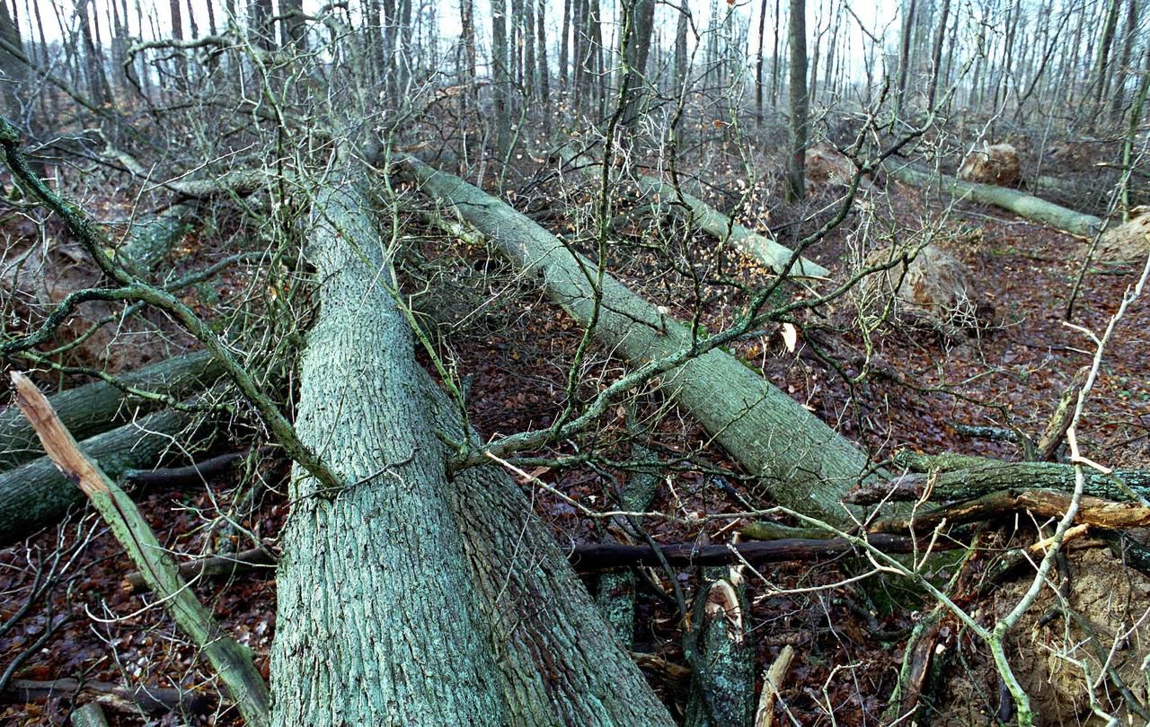 Parking De La Grande Vallée à Bourron-marlotte Bourron-Marlotte : un parking fermé en forêt, après la tempête - Le