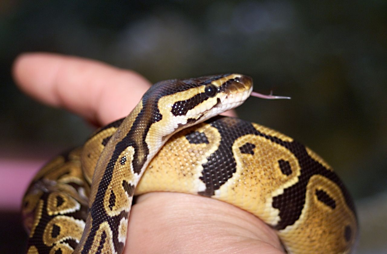 Un Python Royal S Echappe D Un Appartement A Toul Le Parisien