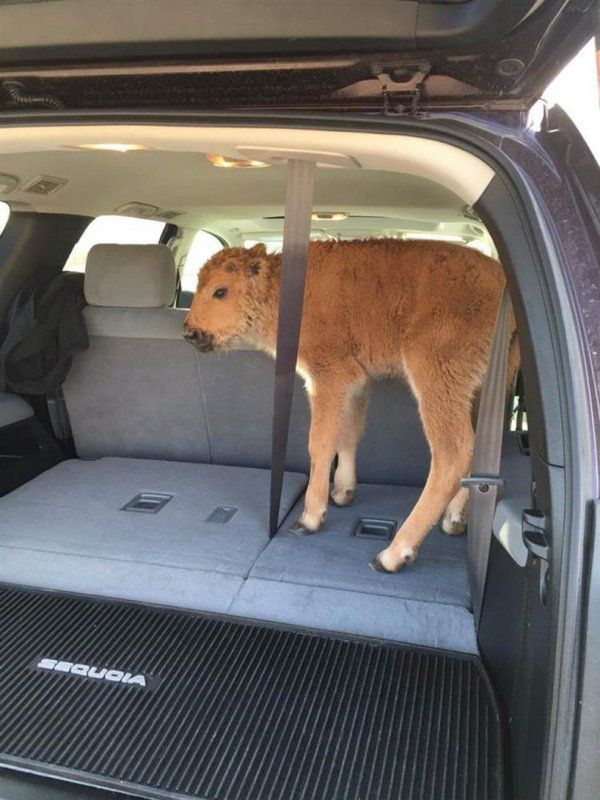 Etats Unis Un Bebe Bison Euthanasie A Cause De Touristes Le Parisien