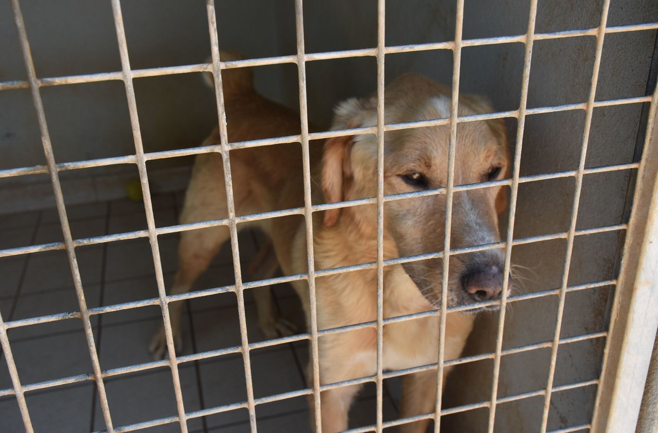 Animaux abandonnés une loi pour punir plus durement les