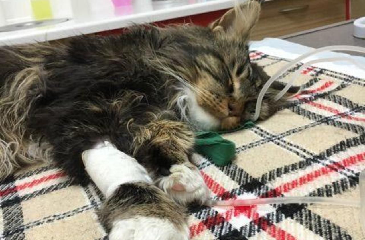A Villiers Sur Orge Trois Chiens Tueurs De Chats Sement La Terreur Le Parisien
