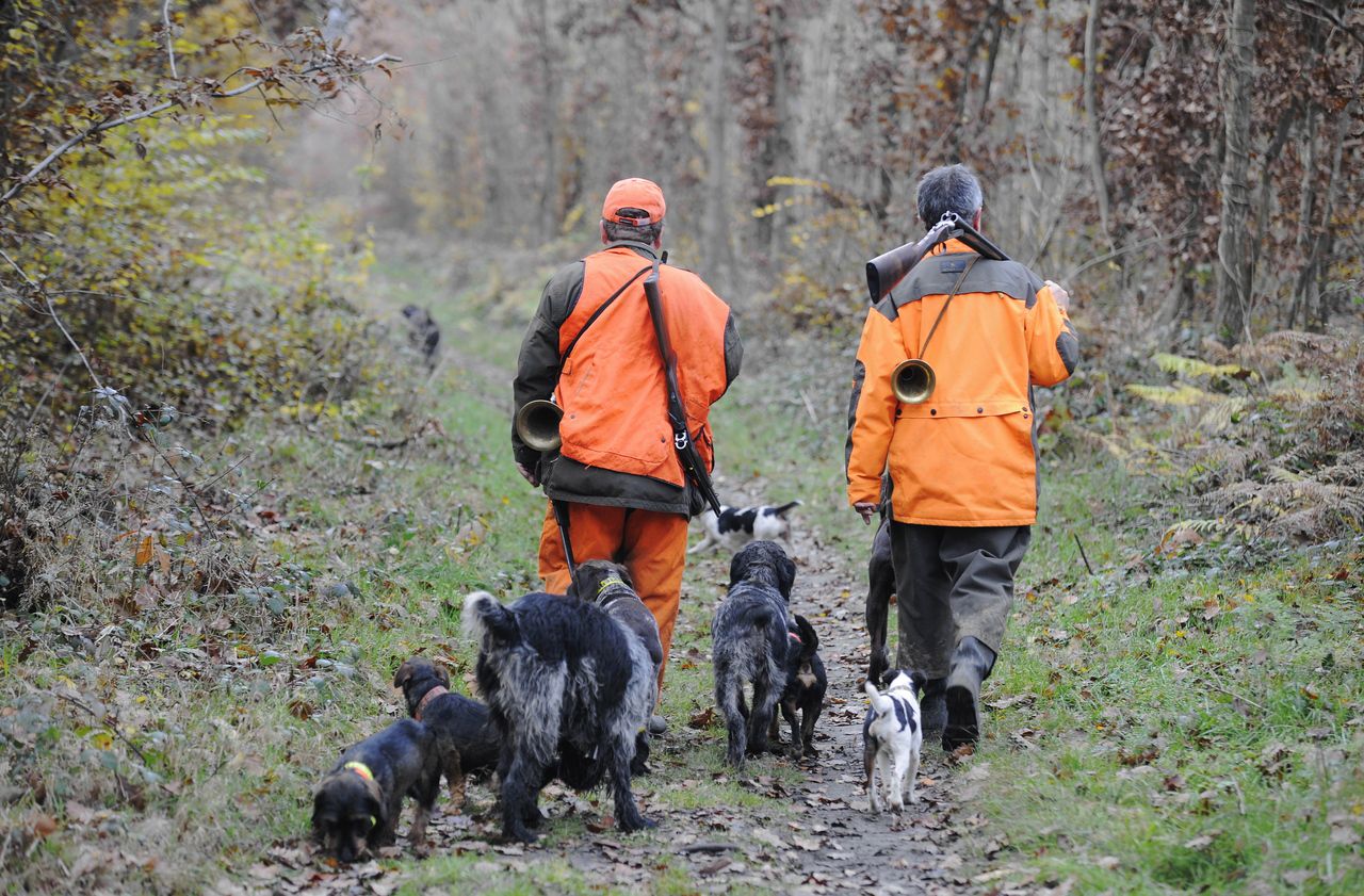 Ardennes : 158 sangliers tués en une seule battue, un «dérapage» pour la fédération de chasse - Le Parisien