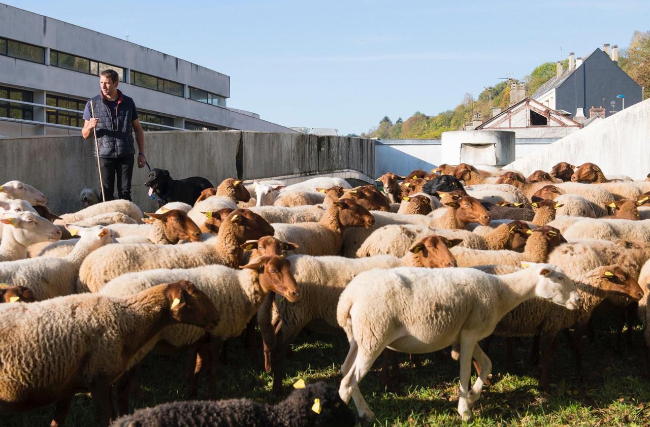 A Evreux, la transhumance des moutons fait désormais partie du paysage - Le Parisien