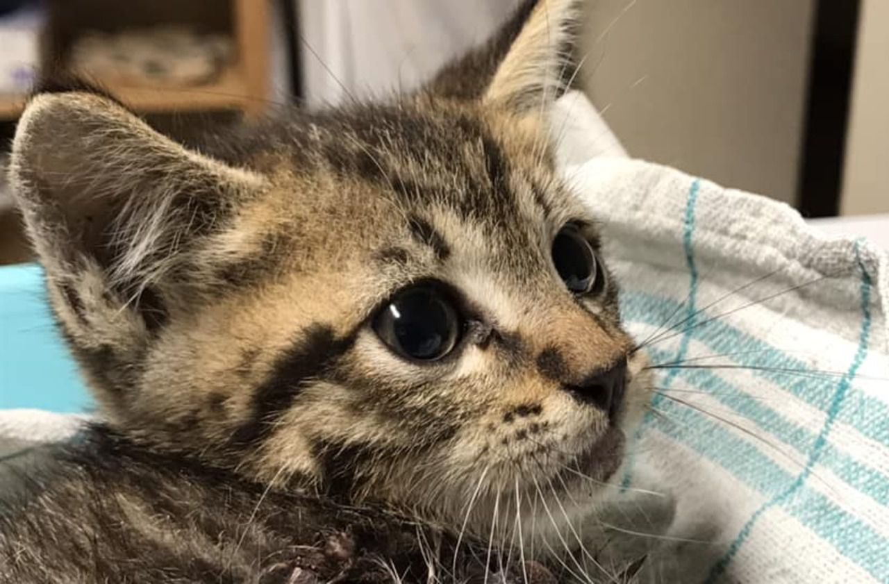 Angouleme Emotion Apres La Mort De Chatons Jetes Sur Une Nationale Le Parisien