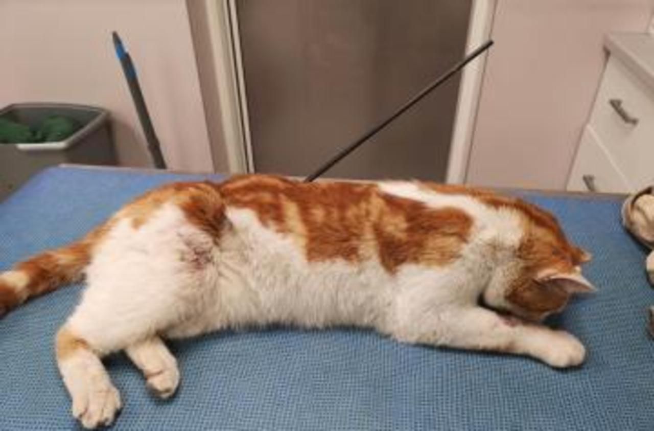 Isere Plainte Apres La Decouverte D Un Chat Blesse Grievement Par Une Fleche Le Parisien