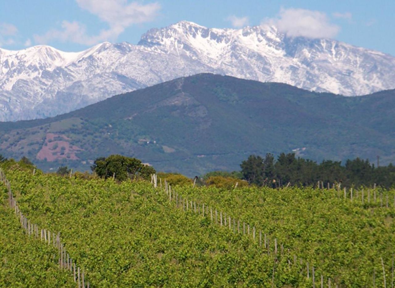 Vente Aux Enchères Liquidation Judiciaire En Corse Corse : le plus grand domaine viticole de l'île mis aux enchères - Le  Parisien