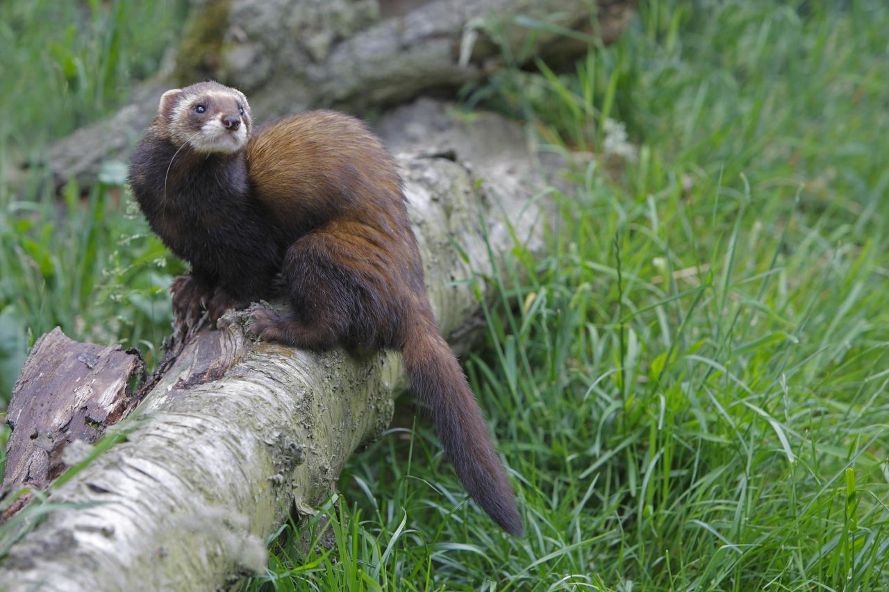 Environnement Les Putois Menaces De Disparition Le Parisien