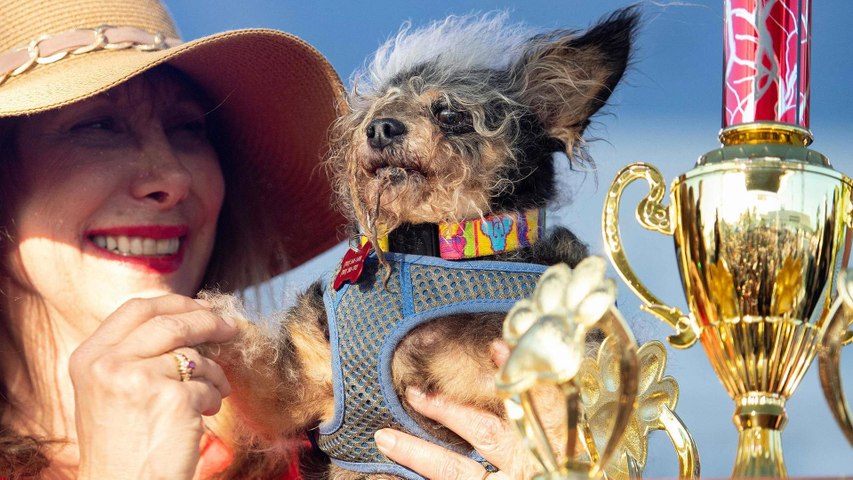 La Peluche La Plus Moche Du Monde Scamp the Tramp élu chien le plus moche du monde en 2019 - Le Parisien