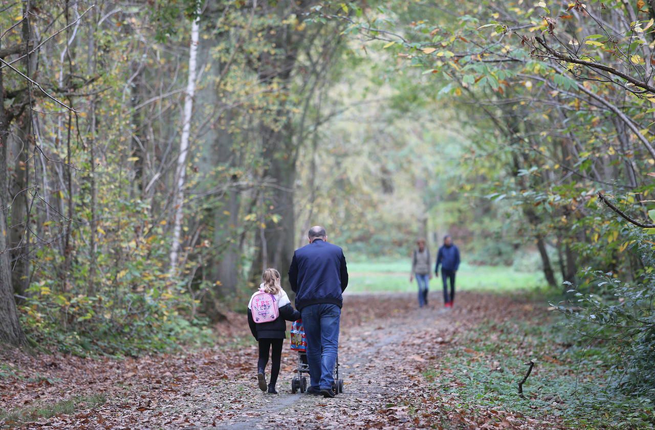 La forêt de Montmorency attend toujours d'être protégée - Le Parisien