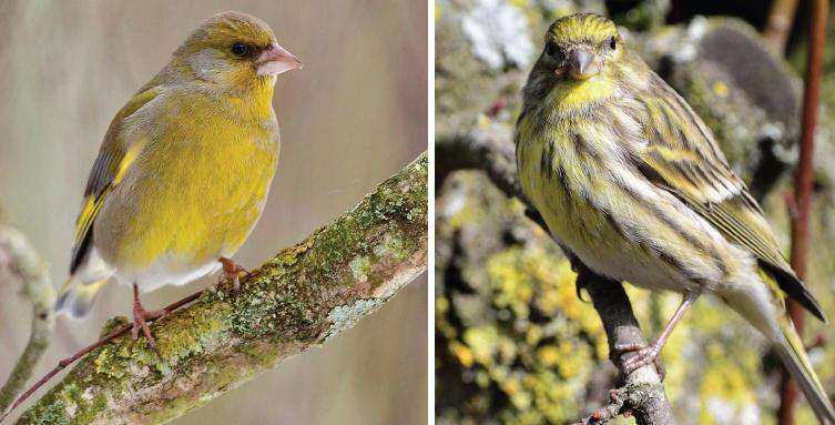 Des pièges à glu pour attraper les oiseaux - Le Parisien