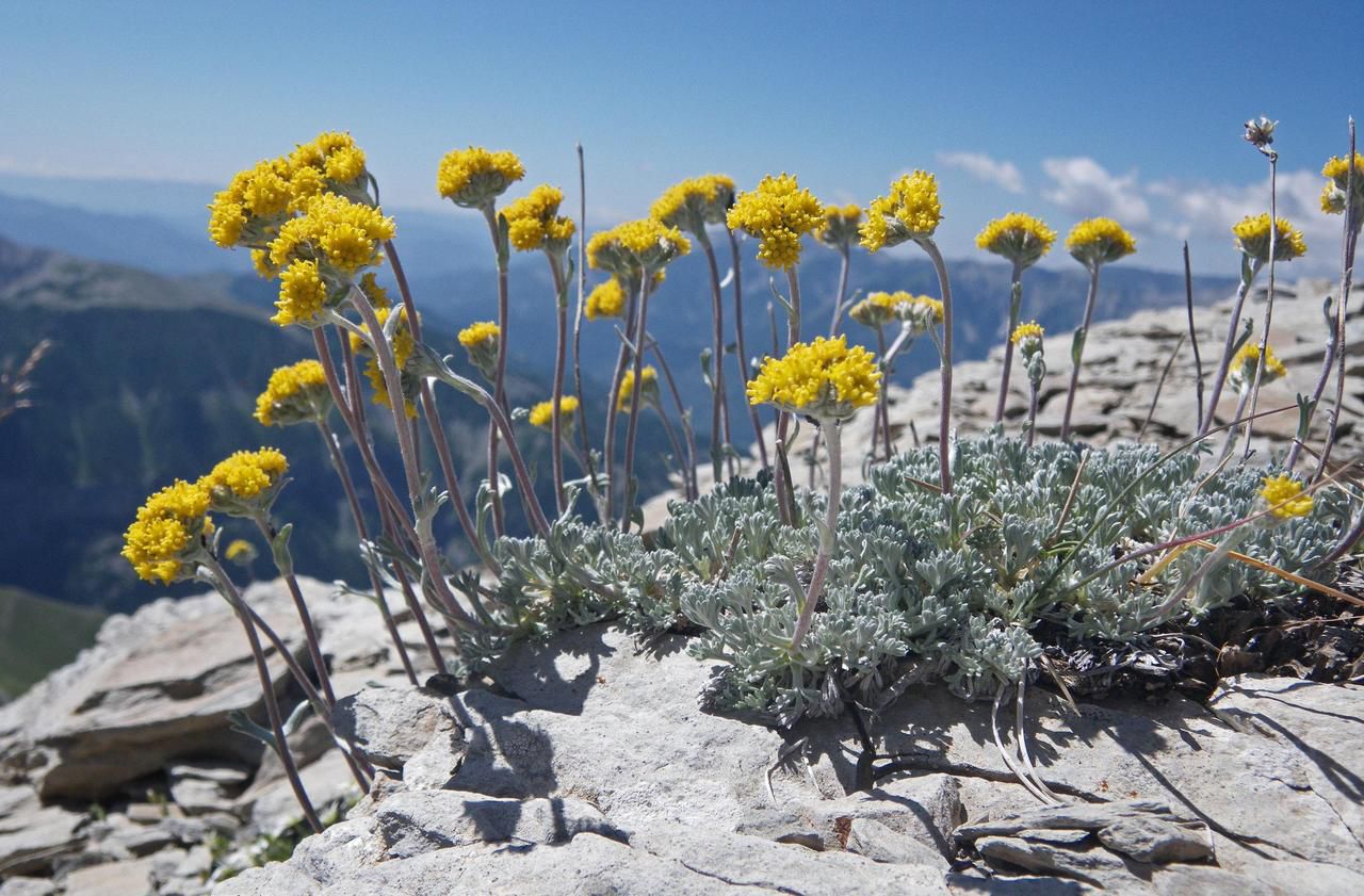 Le génépi sous surveillance dans le Mercantour Le Parisien