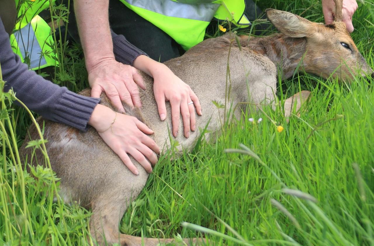 Calvados le refuge des animaux sauvages est menacé Le