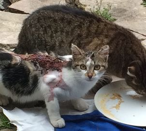 chat bagnolet