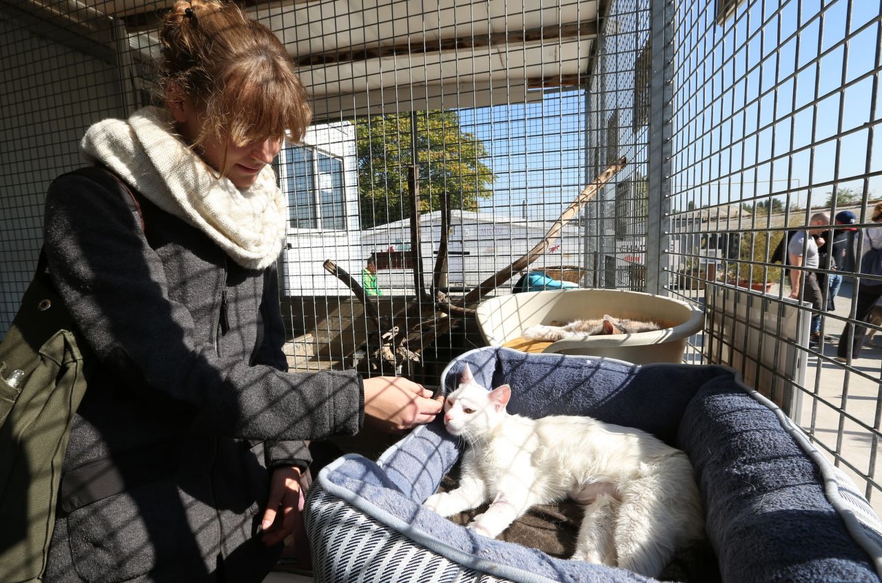 Sachez choisir votre animal de compagnie Le Parisien