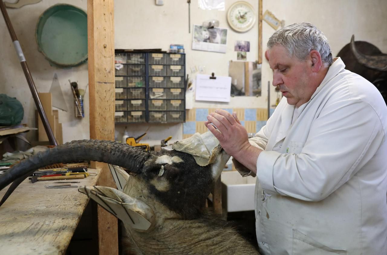 Métiers d’art taxidermiste, une espèce en voie de disparition Le