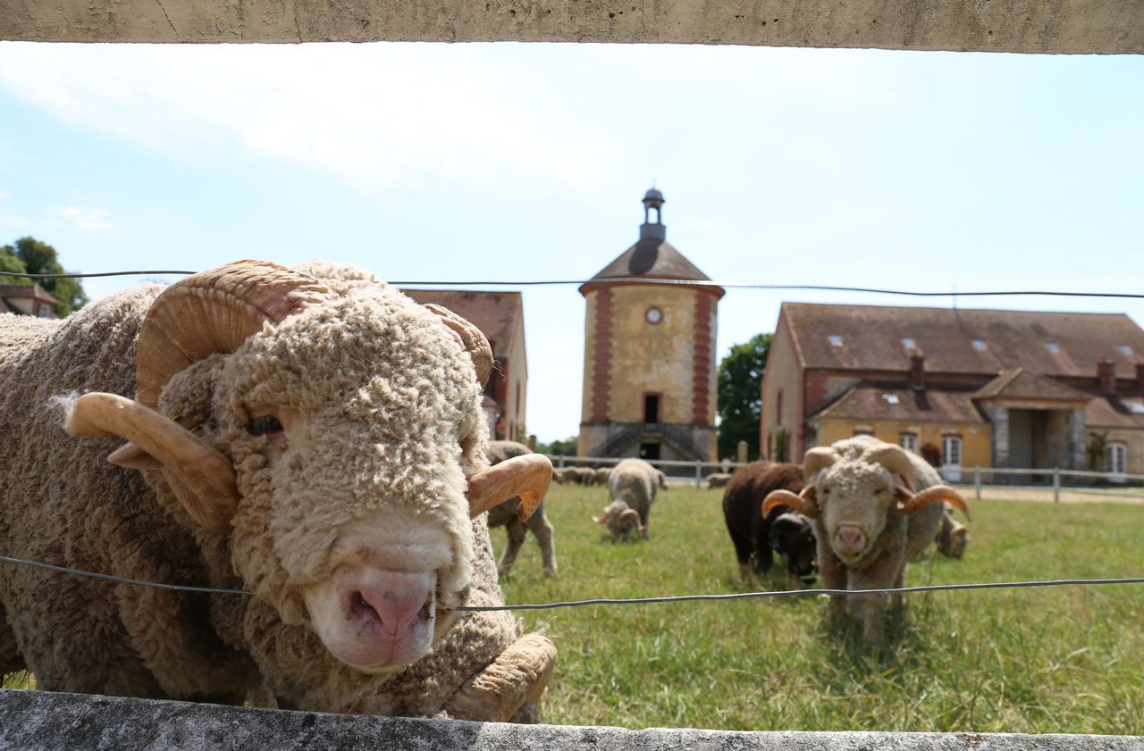 Sortir dans le 78 la bergerie nationale à l’heure de Noël Le Parisien