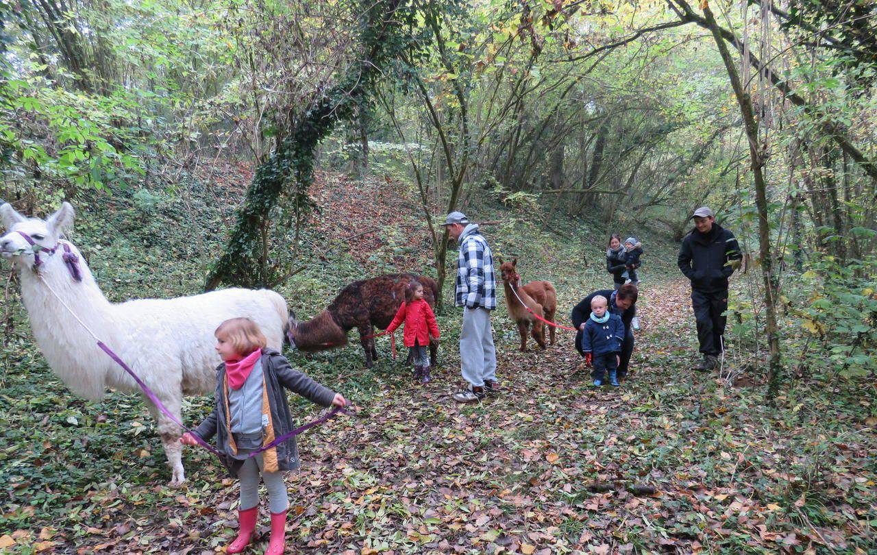 De Quelle Famille Fait Partie Le Lama Sorties en famille : en Essonne, de petites balades avec des… lamas