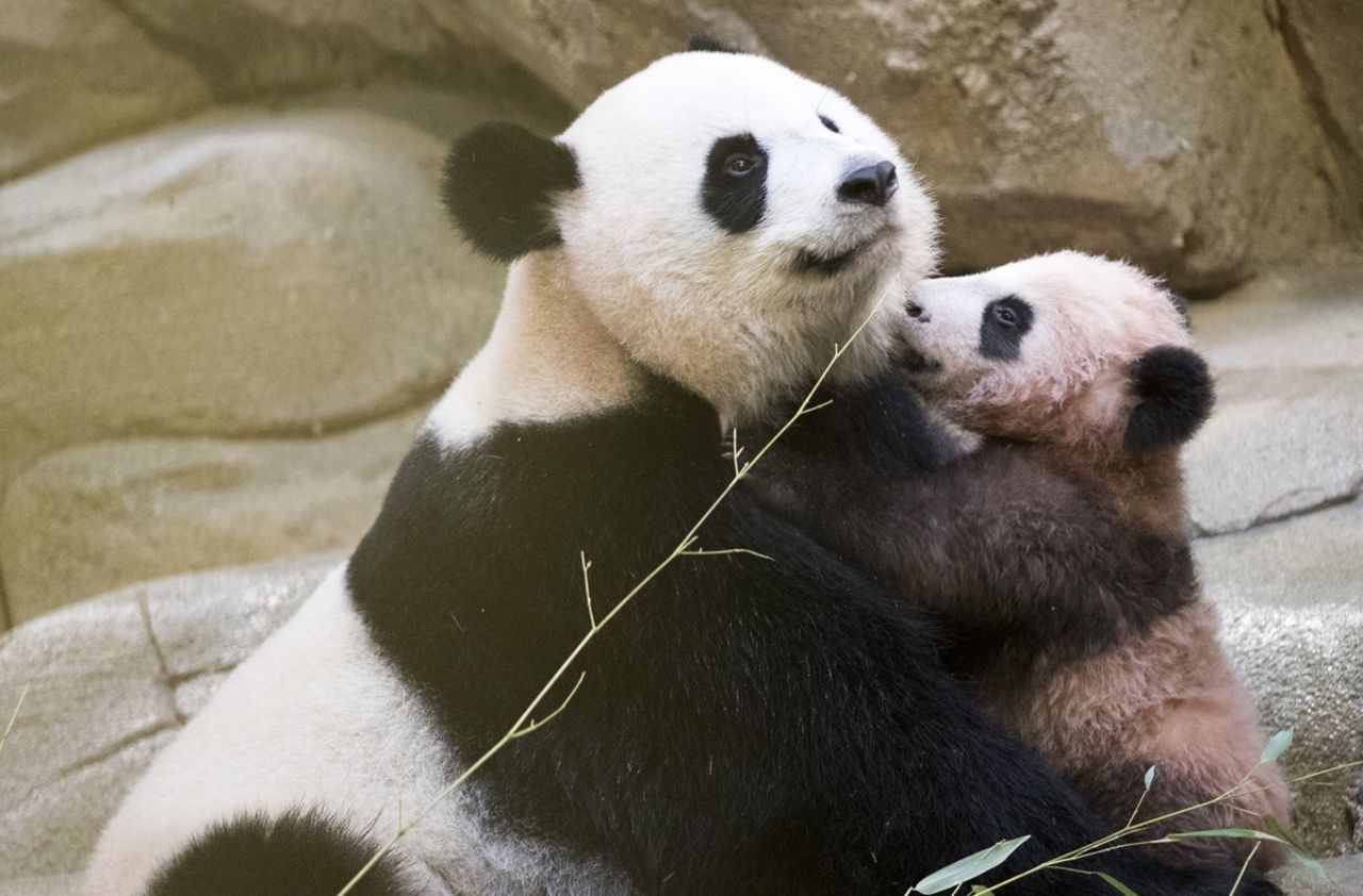 Bebe Panda Premiere Sortie Publique De Yuan Meng Au Zoo De Beauval Le Parisien