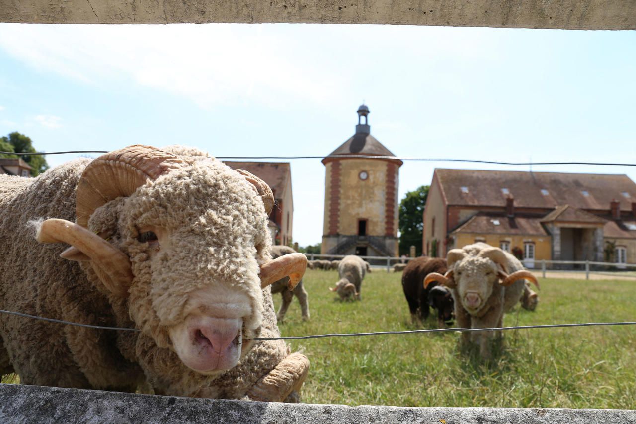 EN IMAGES A D couvrir La Bergerie Nationale De Rambouillet Le Parisien en-images-a-d-couvrir-la-bergerie-nationale-de-rambouillet-le-parisien