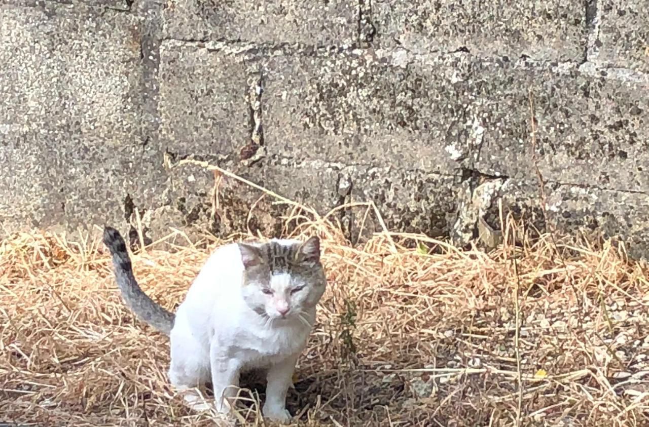 chat goussainville