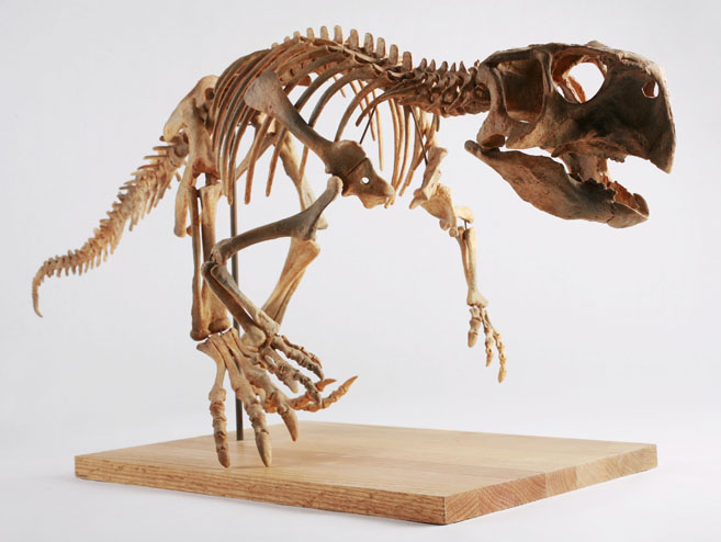 C'est un moment unique : trois squelettes de dinosaures seront vendus lors d'une vente aux enchères à Londres