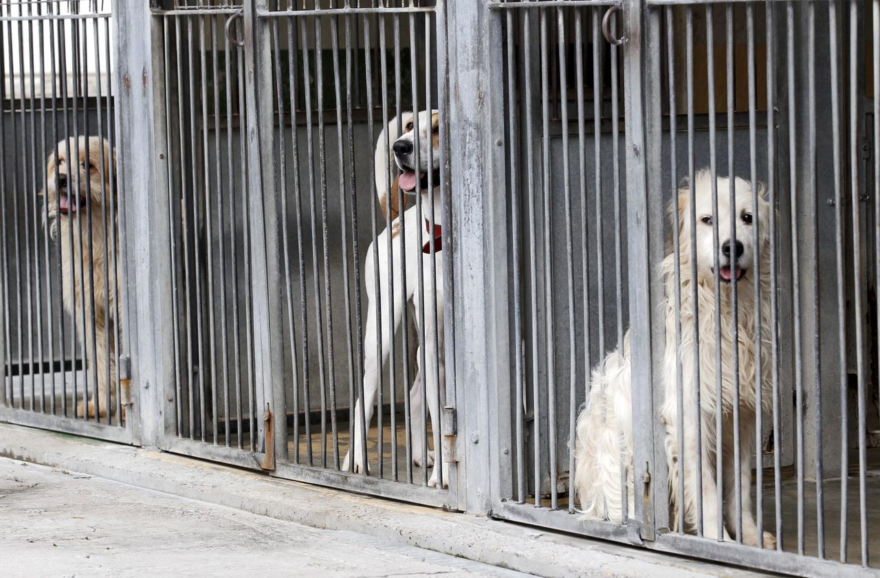 Refuge Pour Animaux En Seine Et Marne Refuges saturés : le cri d’alarme de la SPA - Le Parisien